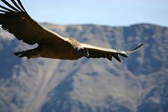 condor