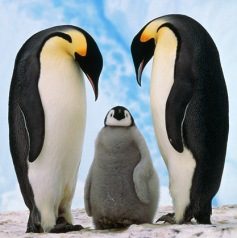 Penguin family