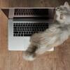 cat walking on computer