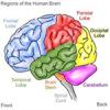 Brain Workshop diagram